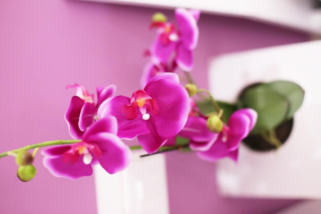 Iris Room Roma Phòng bức ảnh