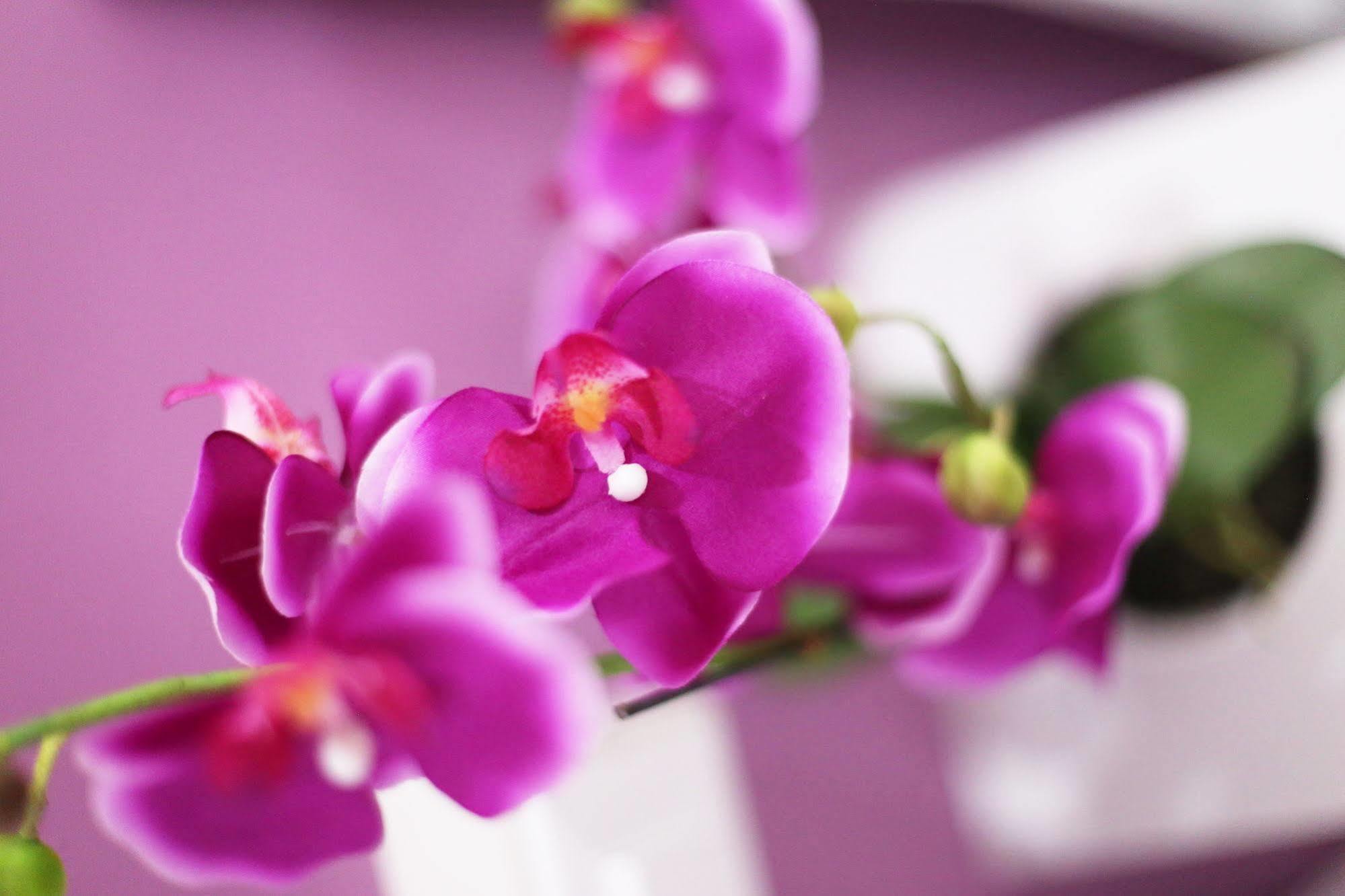 Iris Room Roma Ngoại thất bức ảnh